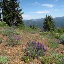 Teanaway Ridge scenes