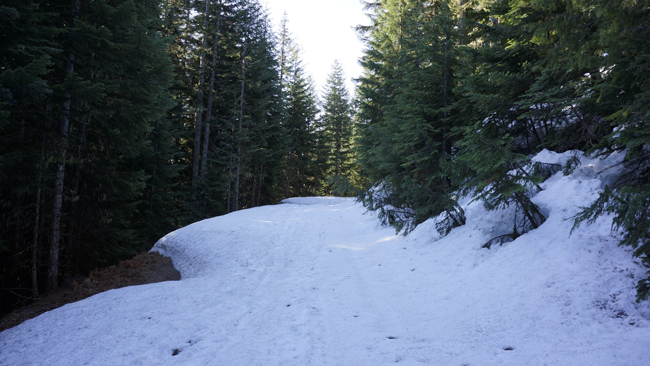 Snowy forest road