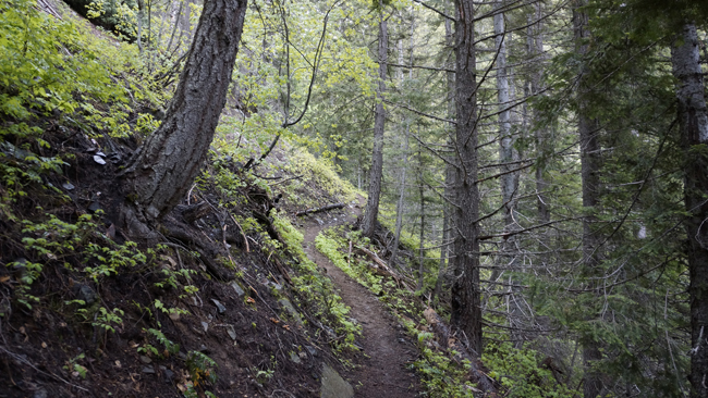 Trail, snow free