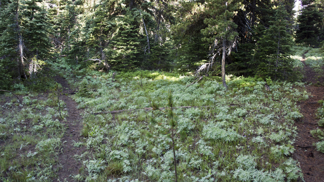 Getting off trail