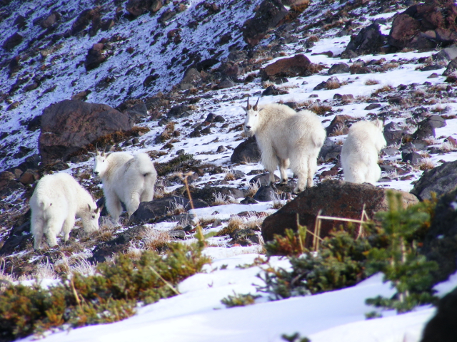 Goats on Goat Island