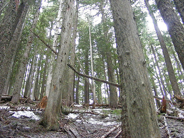 Old growth forest 