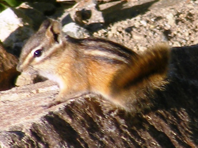 Chipmunk