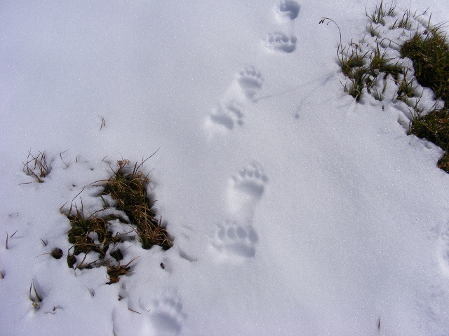 Bear tracks