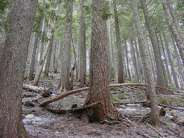 In the forest