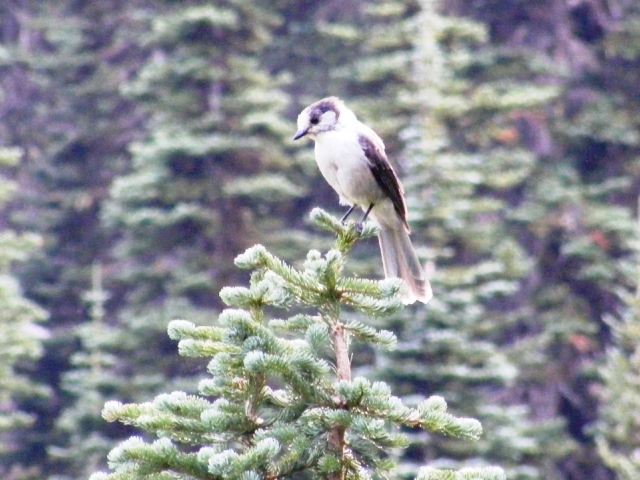 Grey Jay