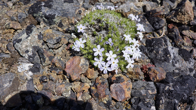 Flowers on the summit