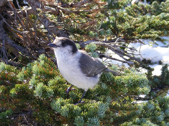 Grey Jay