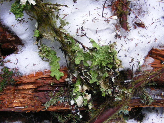 Lettuce on branch