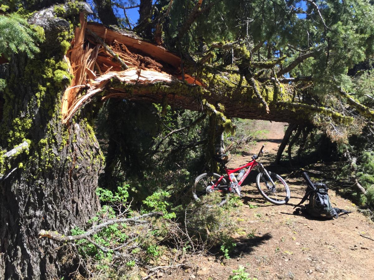 Downed tree on road