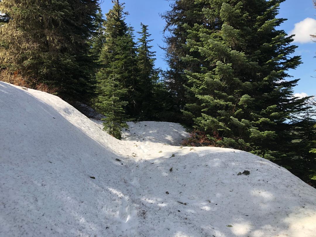 Snow Covered Skid Road