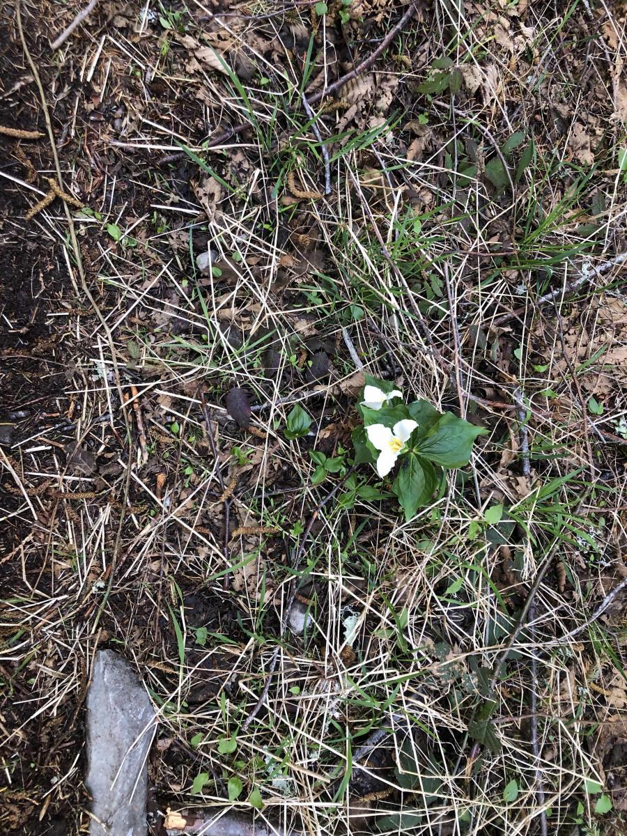 Trillium on Jeep Trail