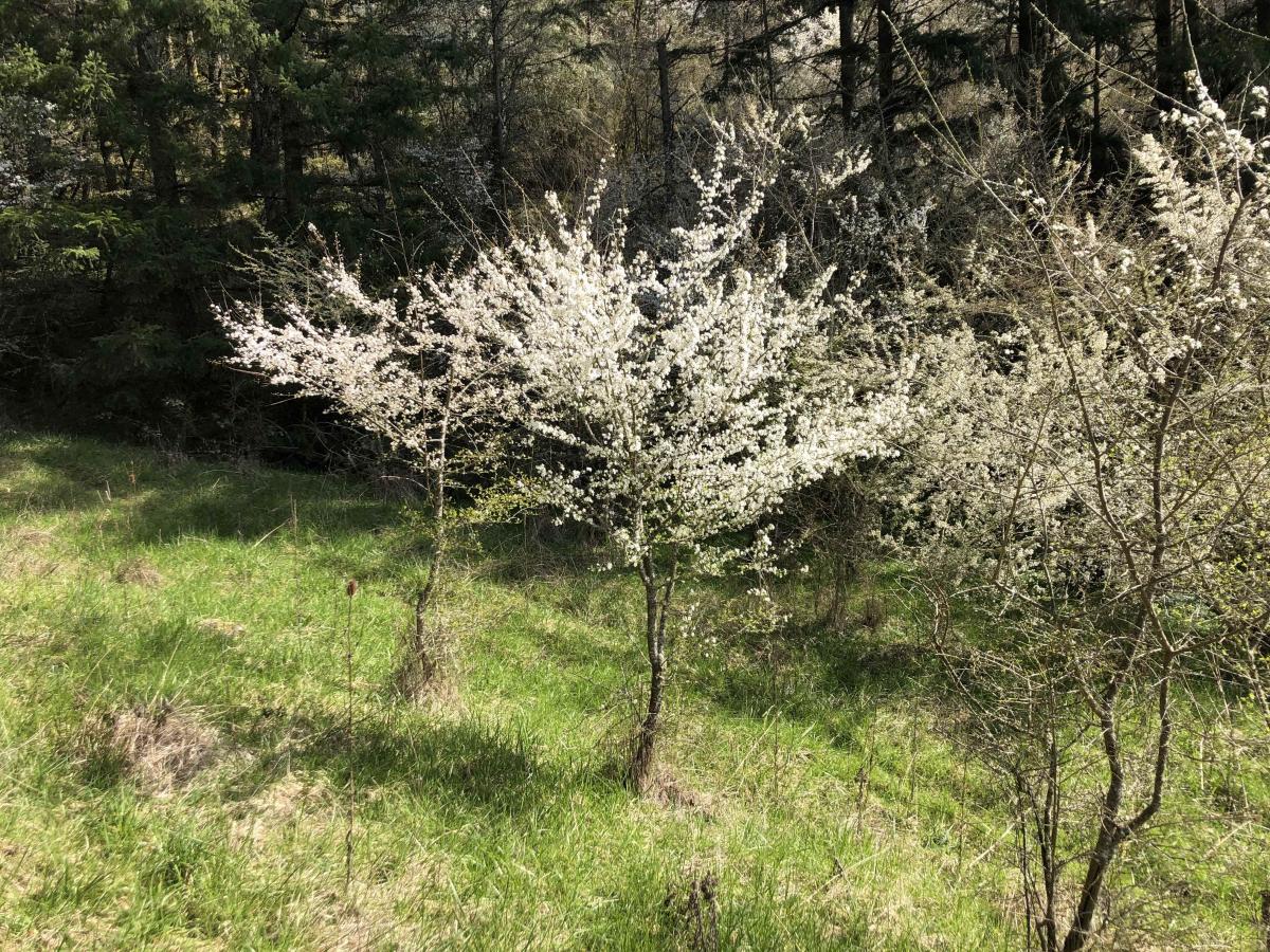 Wild Fruit Trees