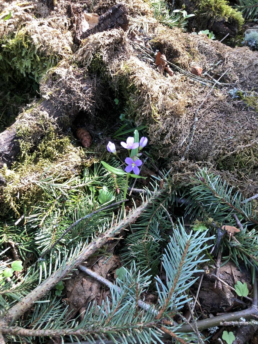 Wildflowers 