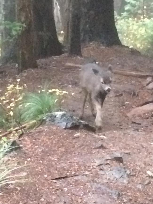 Bambi was on the trail saying hi