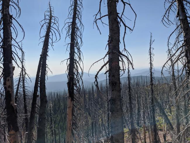 The ridge is covered in burnt trees