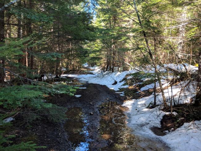 A very flat trail, surrounded by trees, mostly clear of snow