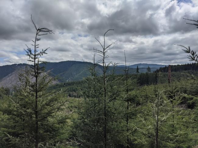 You can see Salmonberry Peak's current distinctive bald half.