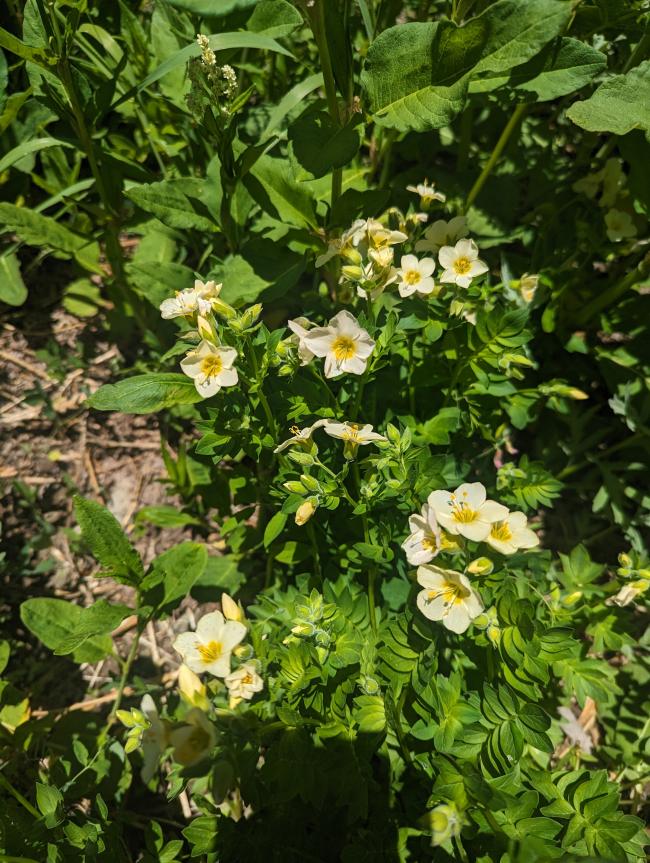 Small white flowers in clusters, growing on a shrub a few feet tall