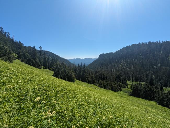 View into the valley, a meadow, trees in the distance