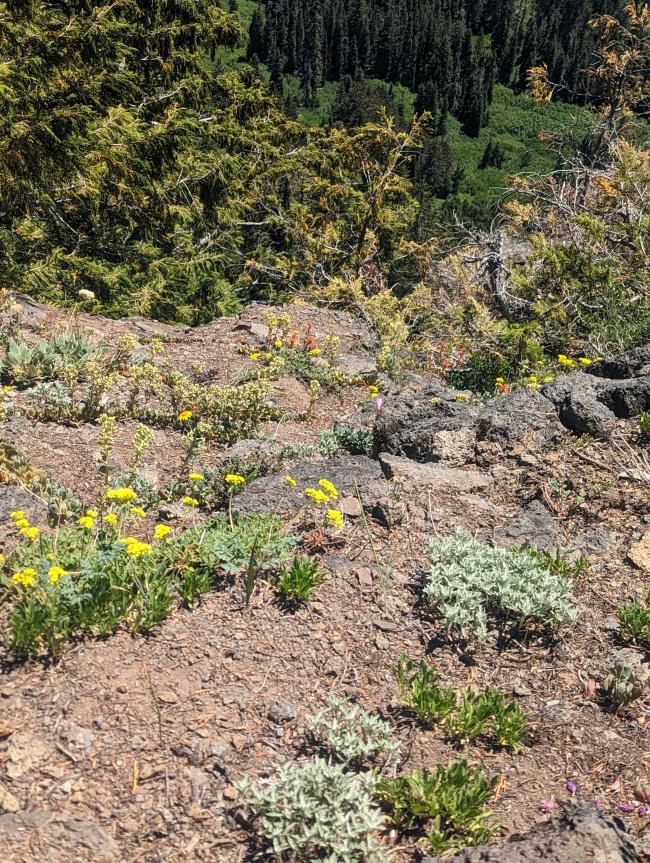 subalpine scrub, several small flowers, xeric conditions