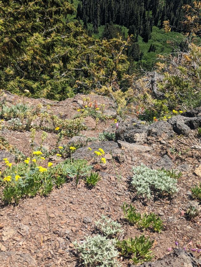 subalpine scrub, several small flowers, xeric conditions