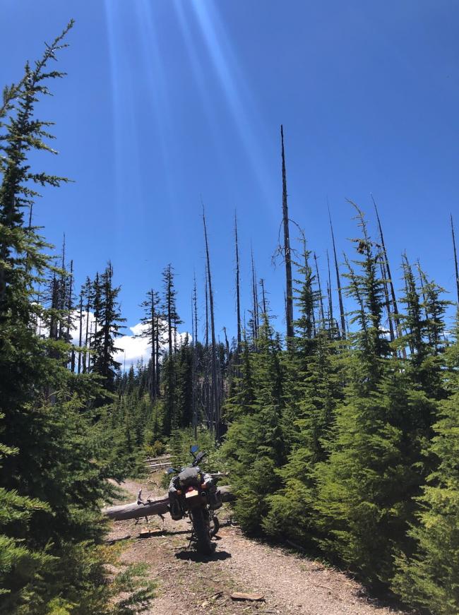 McGowan Mountain Trees Blocking Road