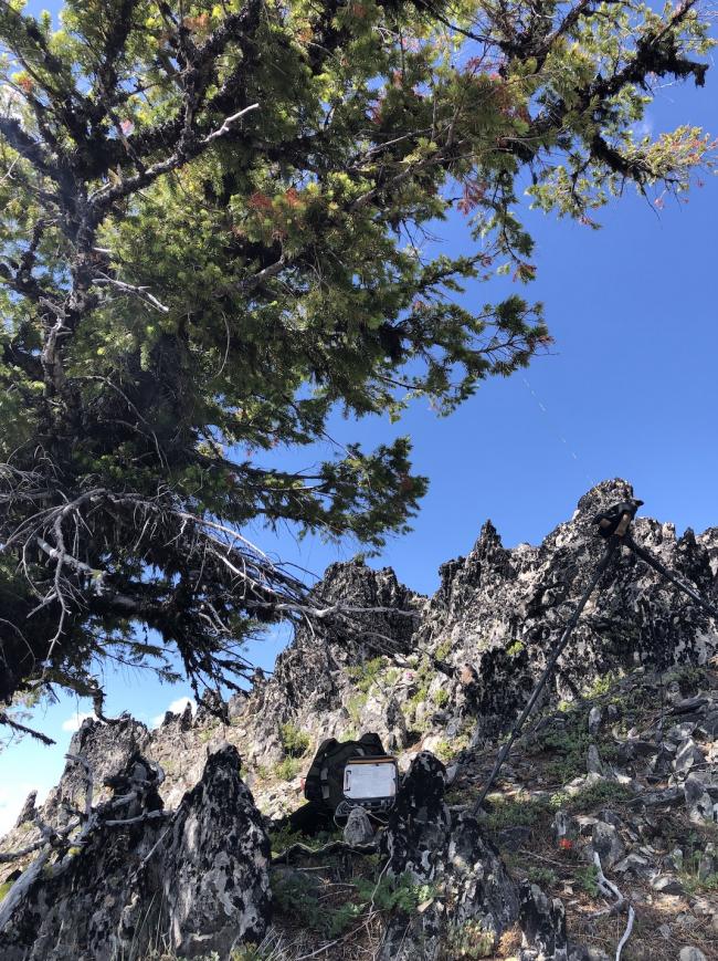 Potter Mountain Tree Shade