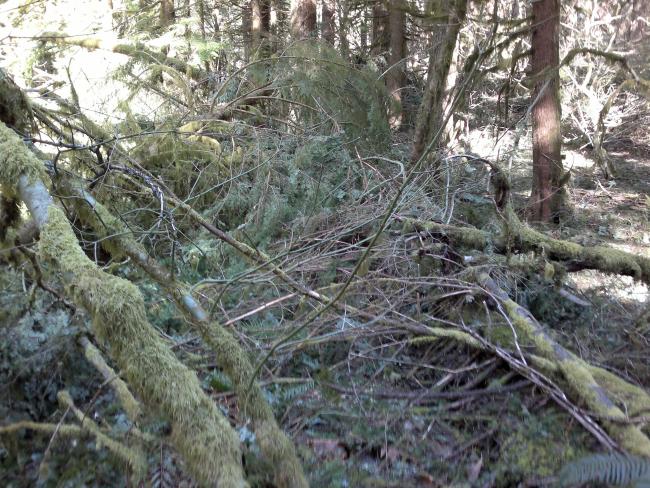 The Augspurger Trail is under this blowdown