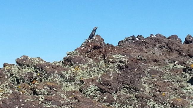 Lizard on the high point of the High Point