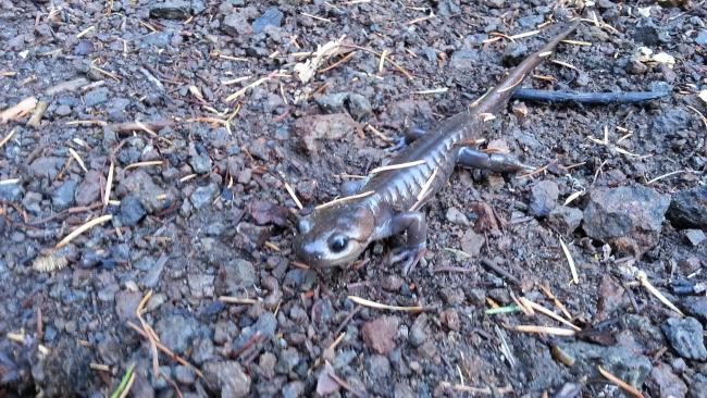 Pacific Salamander seen on the trail