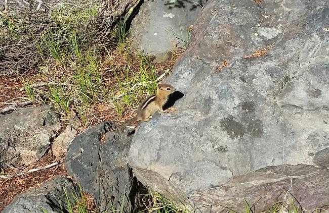 Wildlife along the Mount Bailey trail