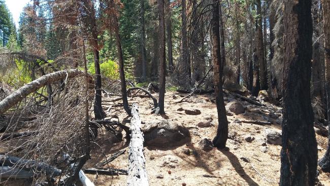 Summit area - between the burn and the manzanita