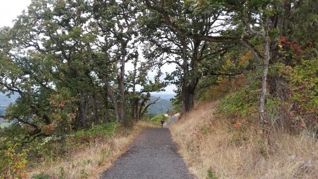 Trail through oak savanna