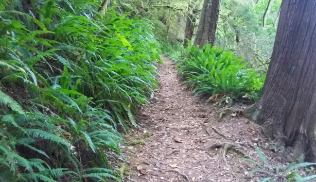 Humbug Mountain trail 