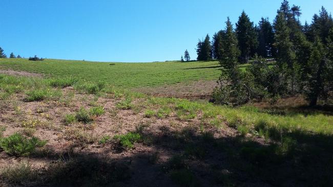 Meadow in Crater Peak crater