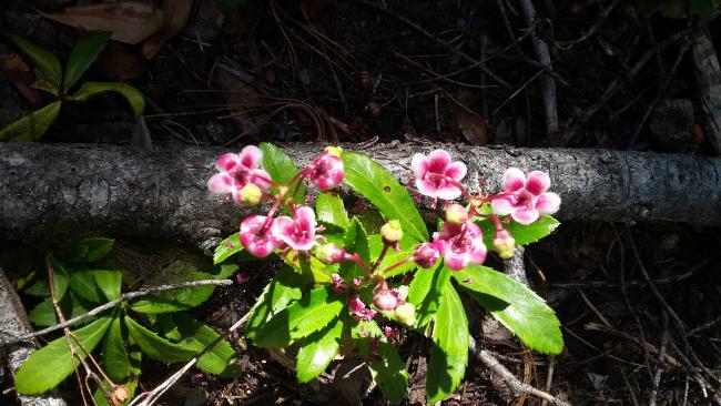 Browns Mtn Fleur