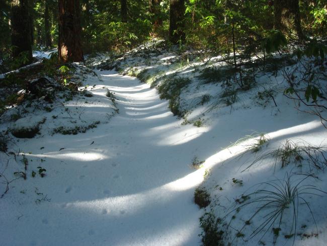 Along the trail to Larch Mountain