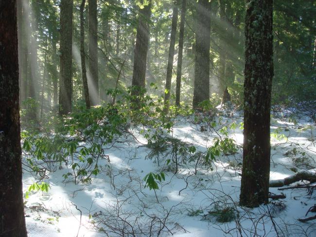 Along the trail to Larch Mountain