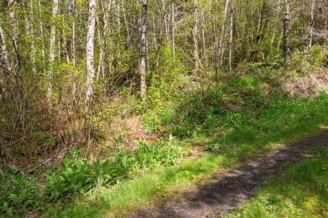 Trailhead off Logging Road