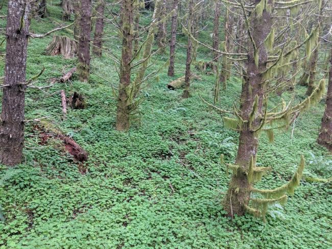 Trees on a steep hill