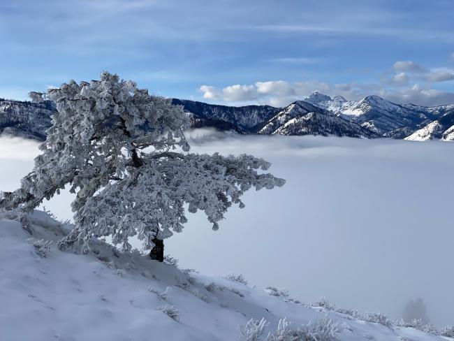 An icy tree above the clouds with mountains in the background