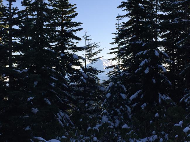 mount hood from wildcat