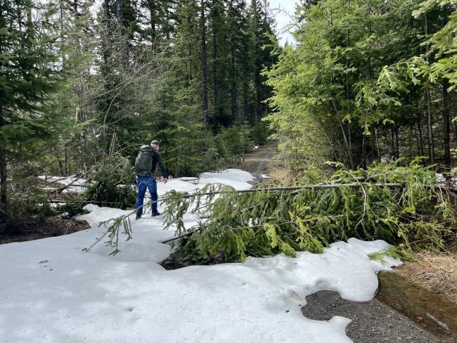 Man hiking in the snow with a fallen tree across the trail