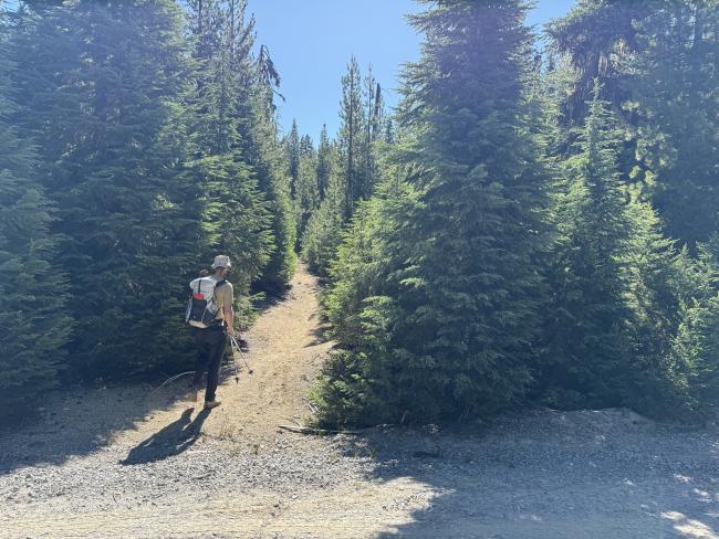 Man starting to walk down an trail between trees