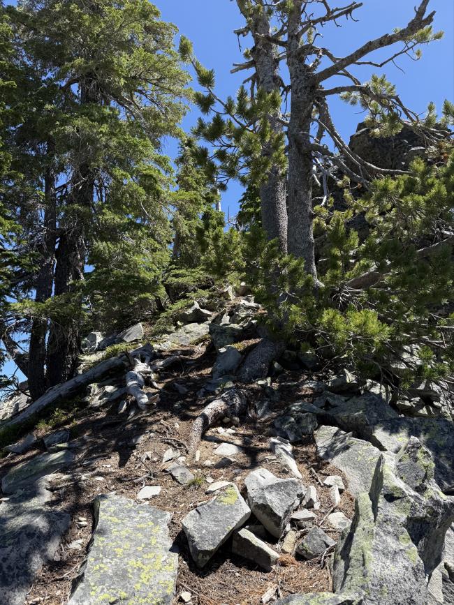 Trees flanking small summit trail