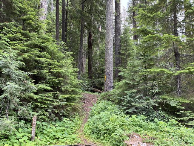 Start of a trail leading into the woods