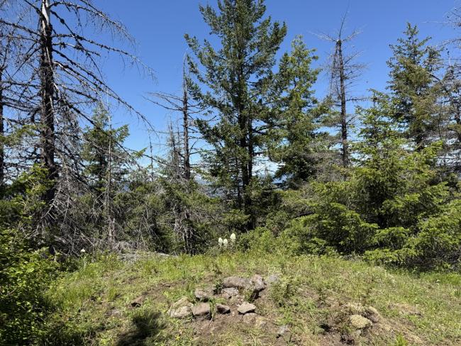 Forested summit