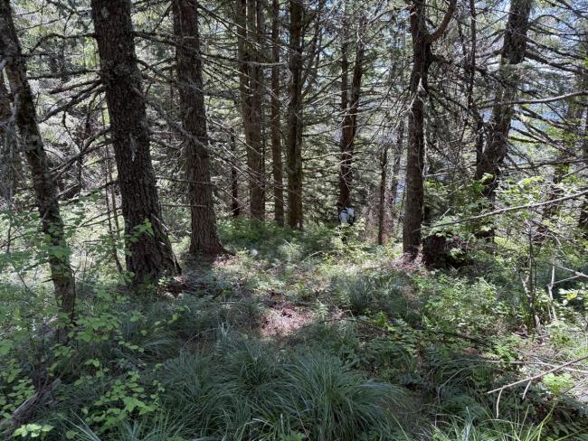 Forest looking downhil