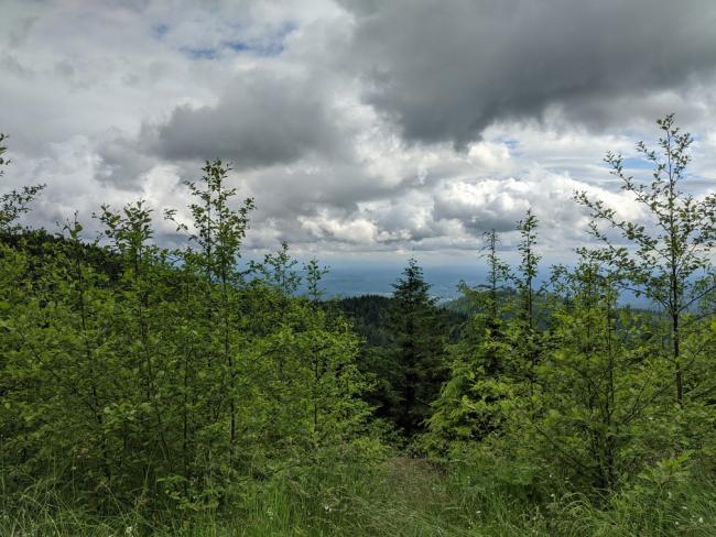 Clouds & Trees